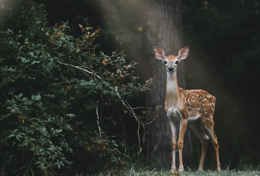 Young fawn standing in a quiet forest with soft light, peaceful wildlife scene used as an animal wallpaper