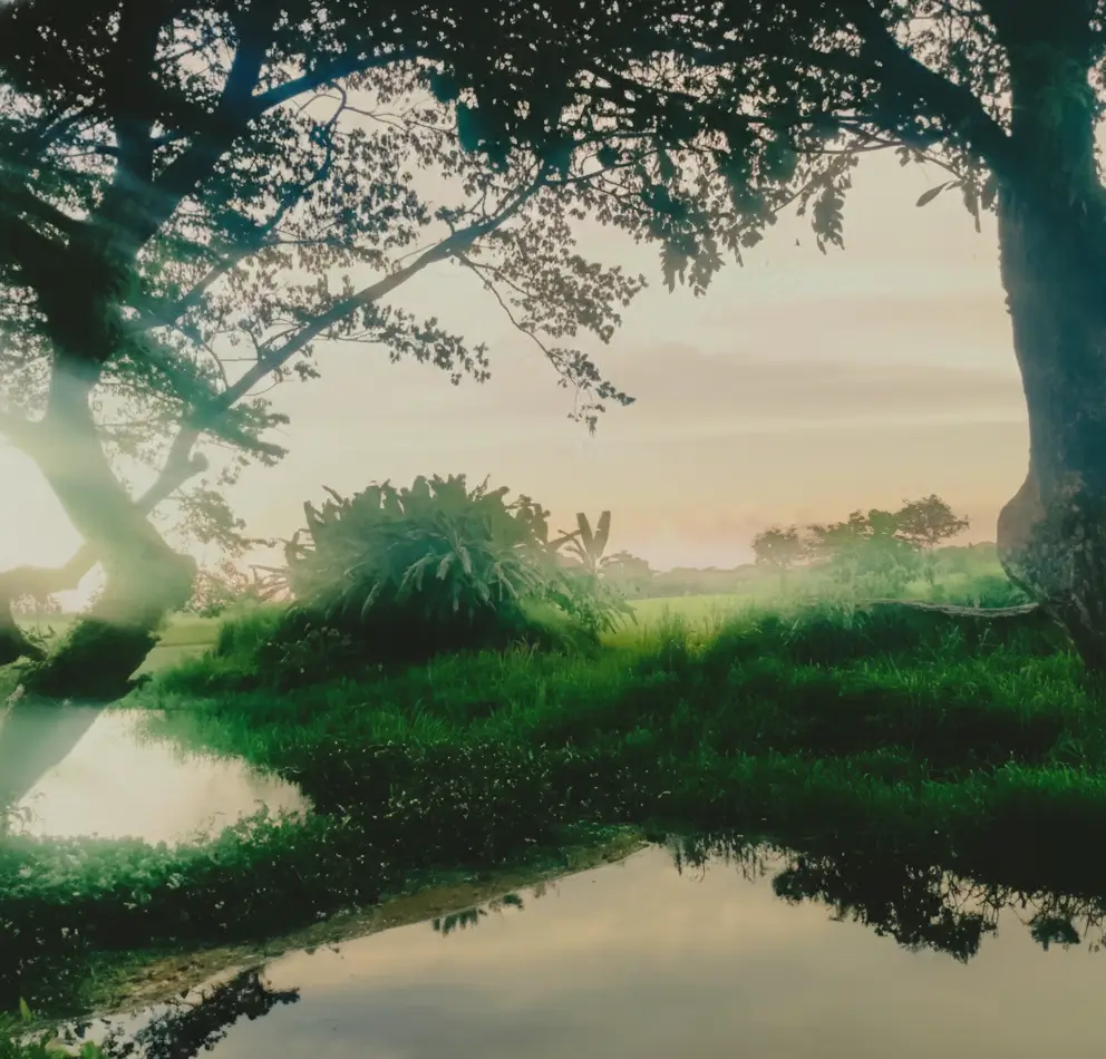 Green field with trees and water reflection under soft light, relaxing nature wallpaper for desktop and phone