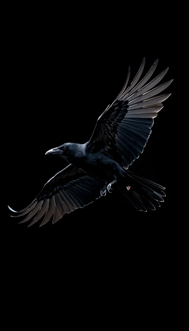 Black raven flying in dark background dark amoled wallpaper with detailed wings and deep black tones for OLED displays.
